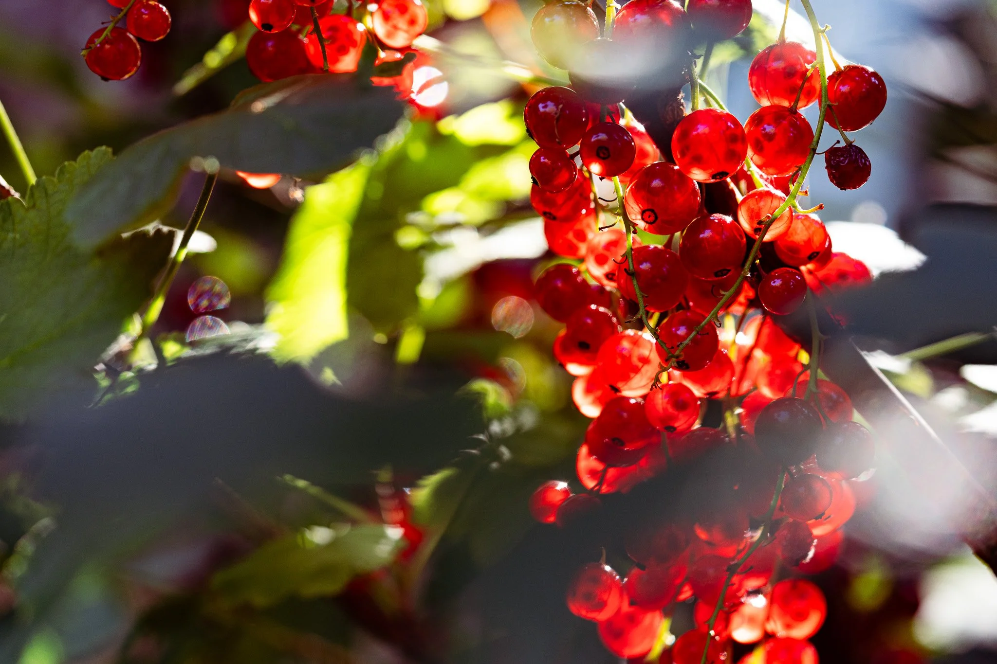 Makrofotografie von Johannisbeeren im Sonnenlicht