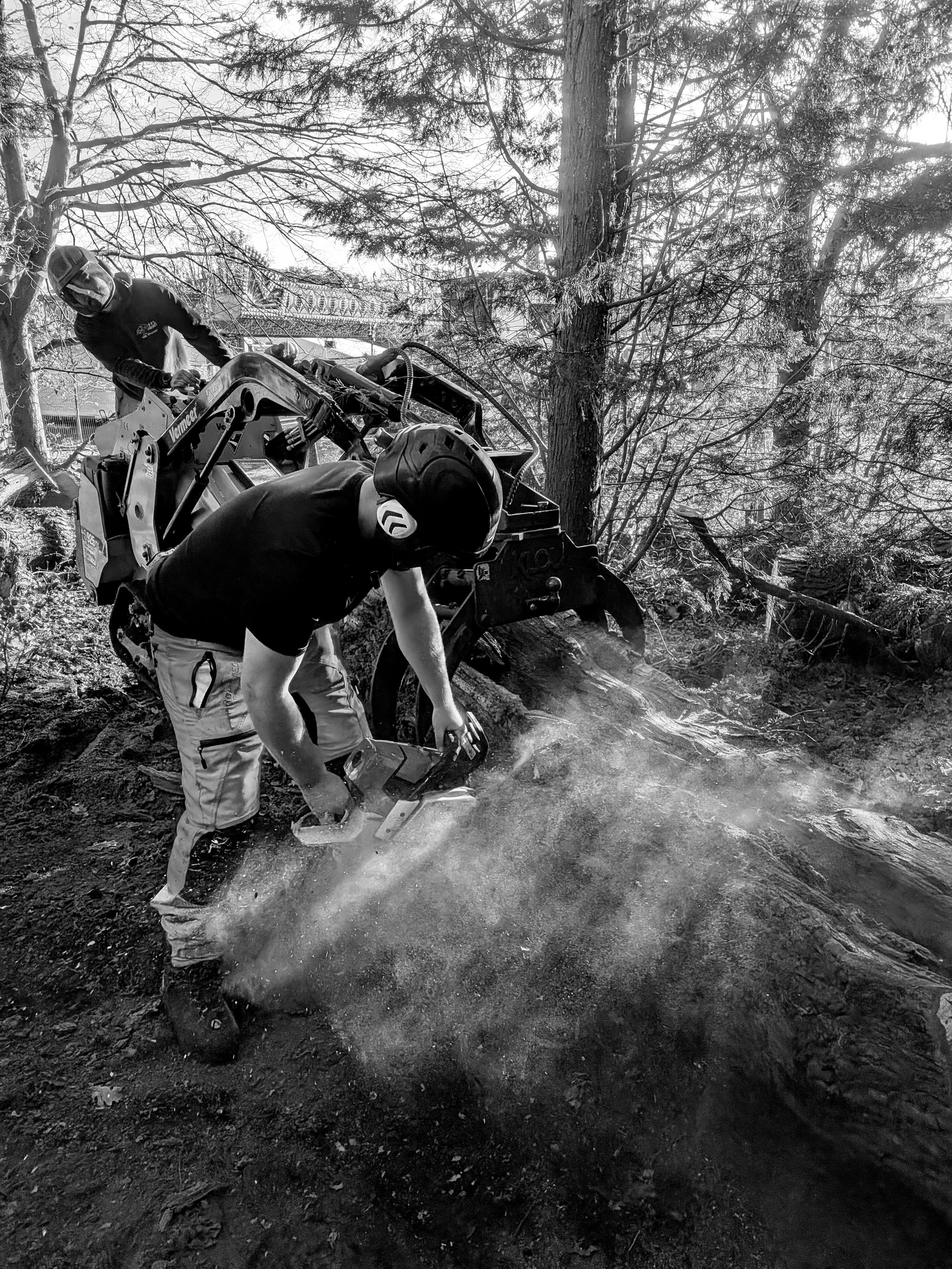 Two workers cutting through a large log with a chainsaw outdoors, with trees and branches around them.