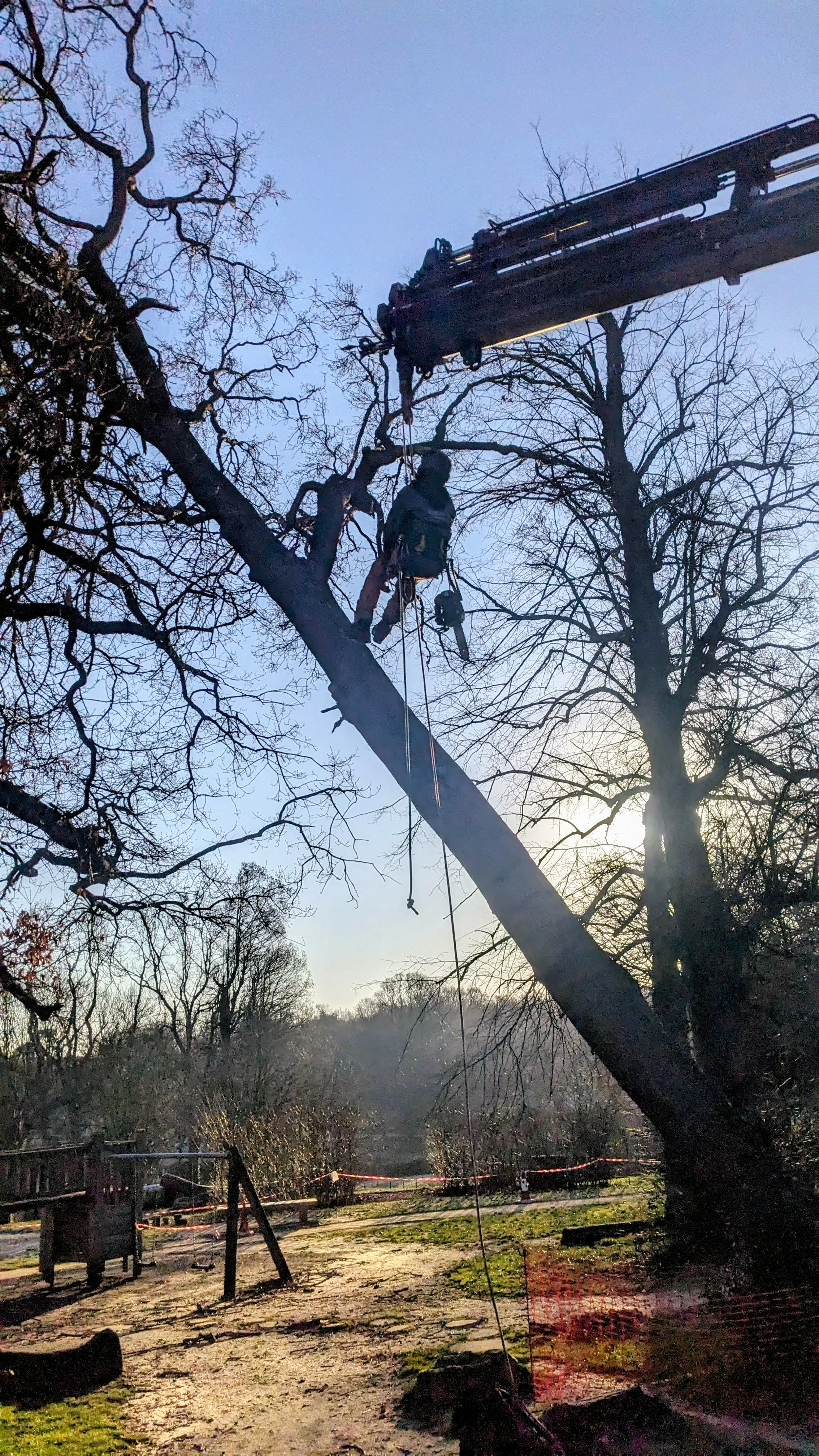 Tree workers in safety gear using a crane to trim or remove a tall tree in a park during daylight, with a clear blue sky