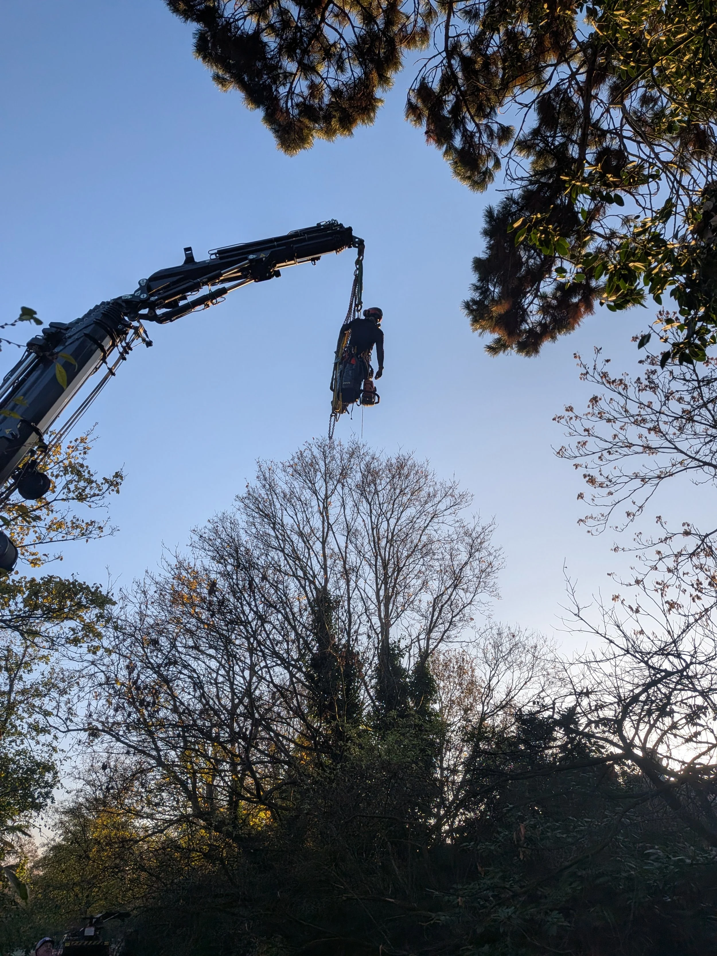 Tree worker suspended in the air using a crane, working among tall trees with others below, during daytime.