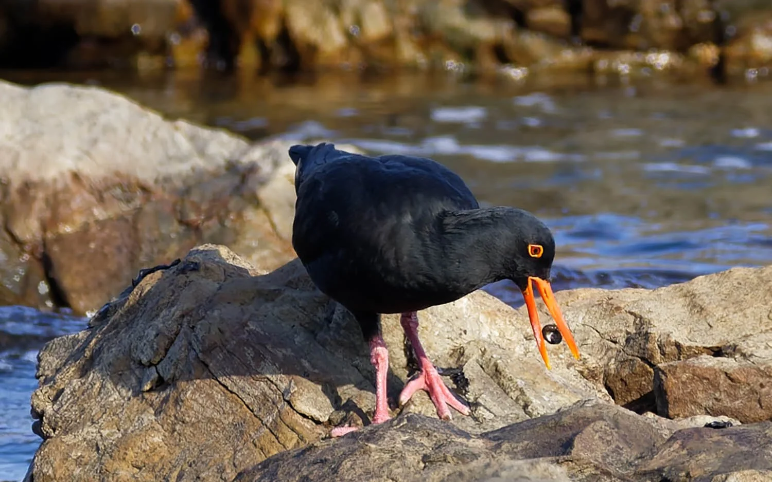 Black Oystercatcher  - a Tide Hunter