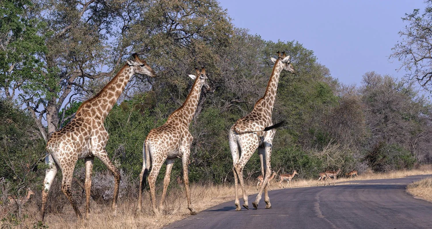 I Stop For Giraffes!
