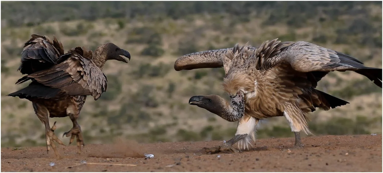 Vulture Disagreement