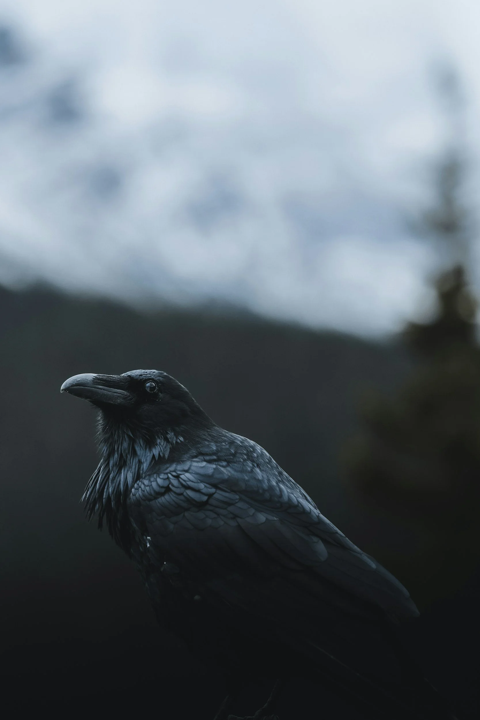 A raven sits in front of a blurry mountain background