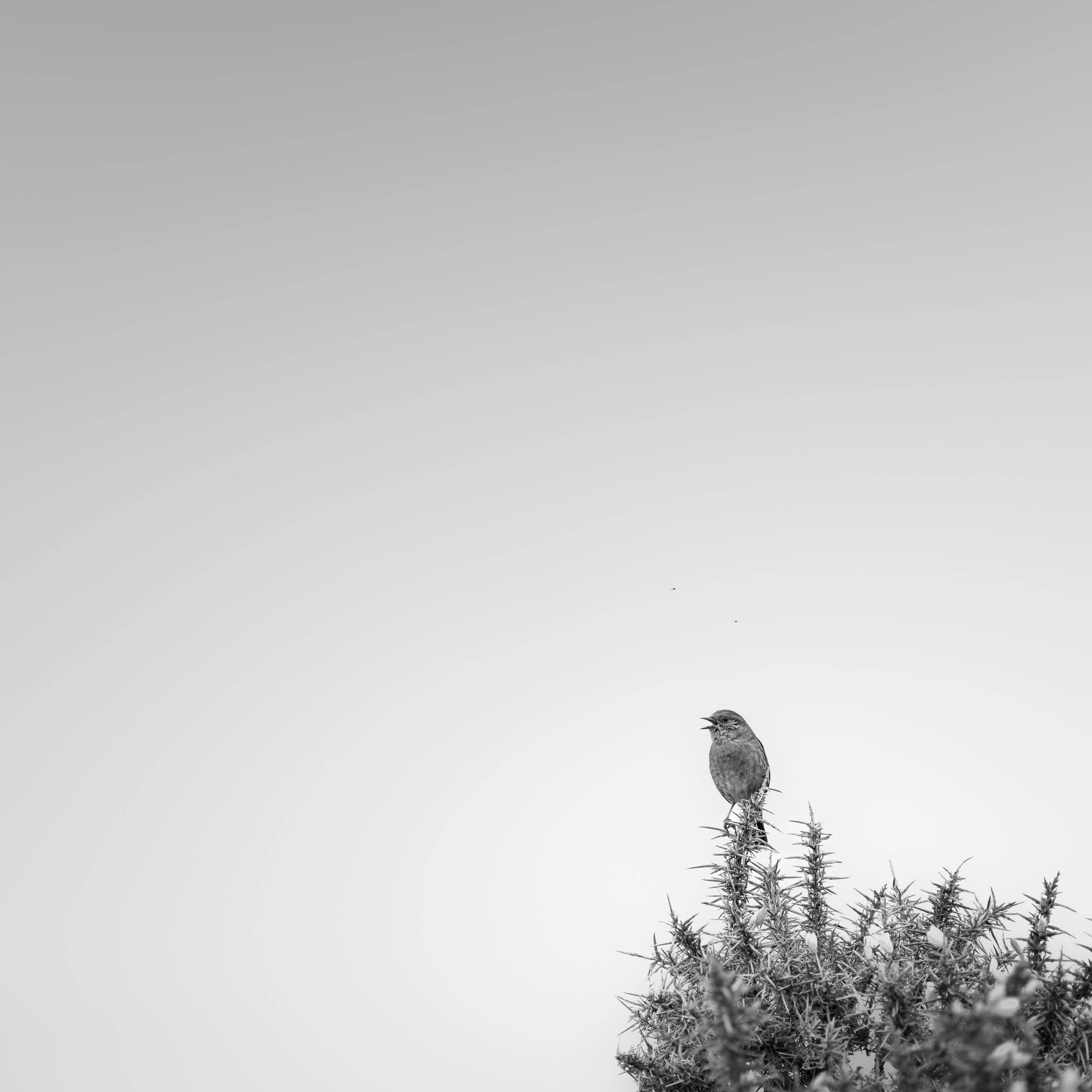 stonechat bird minimalist black and white photograph