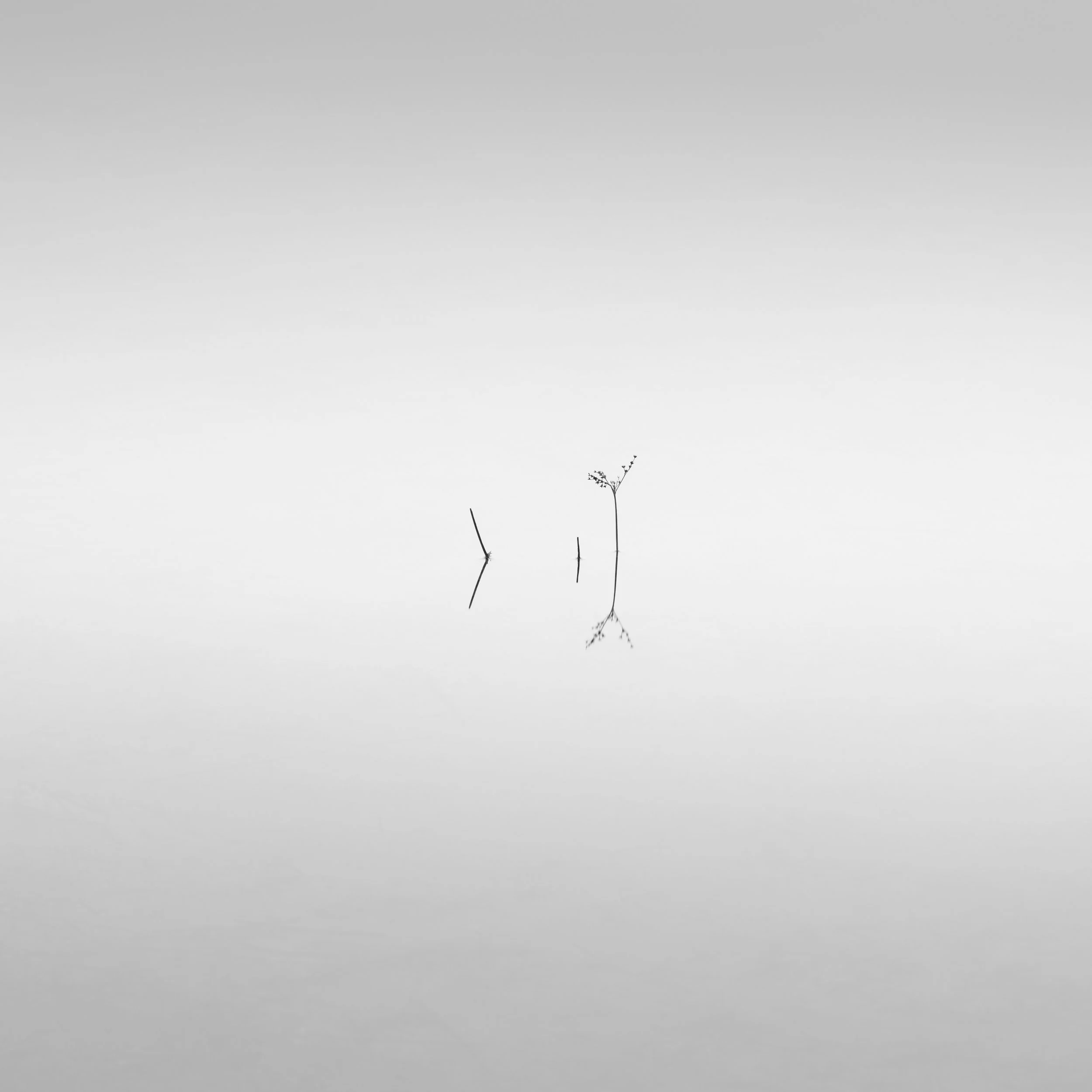 fine art Minimalist black-and-white photo of three small plants and their reflections on a calm water surface, with a plain light gray sky in the background.
