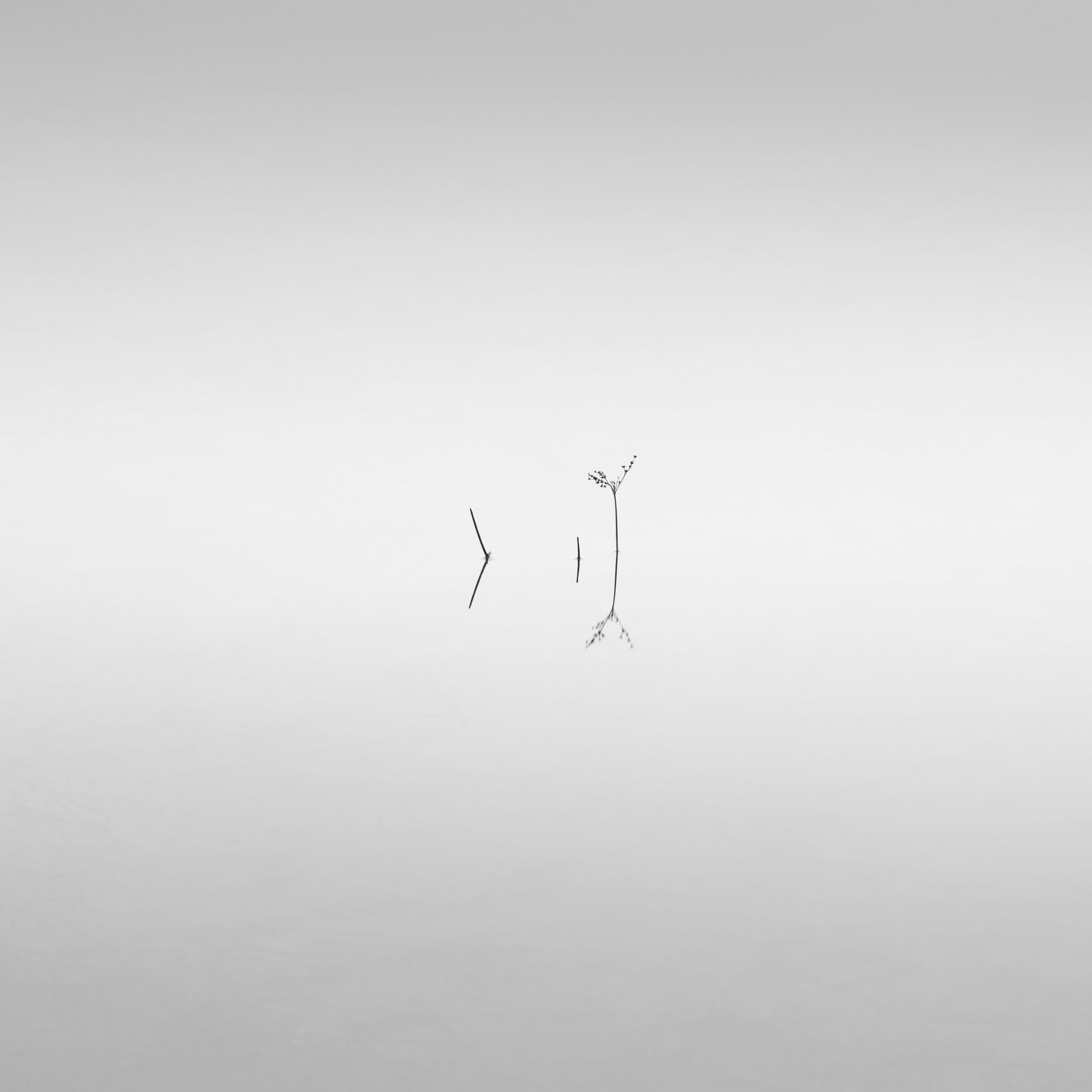 fine art minimalist black and white delicate plant with negative space