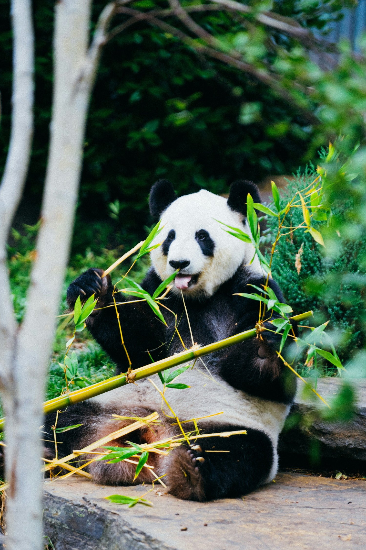 About the trail — Panda Meander