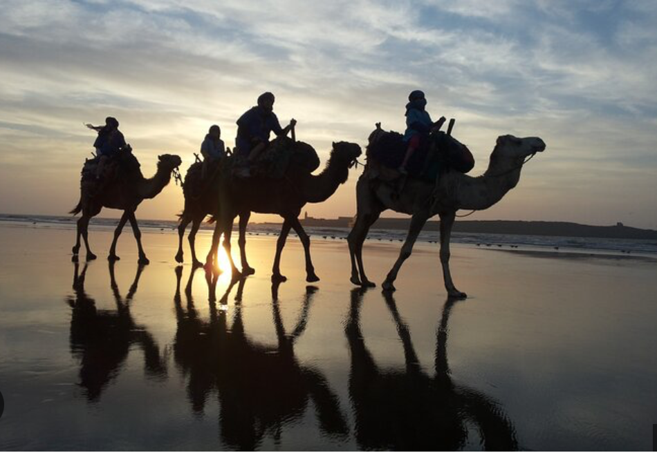 Camel ride on the beach