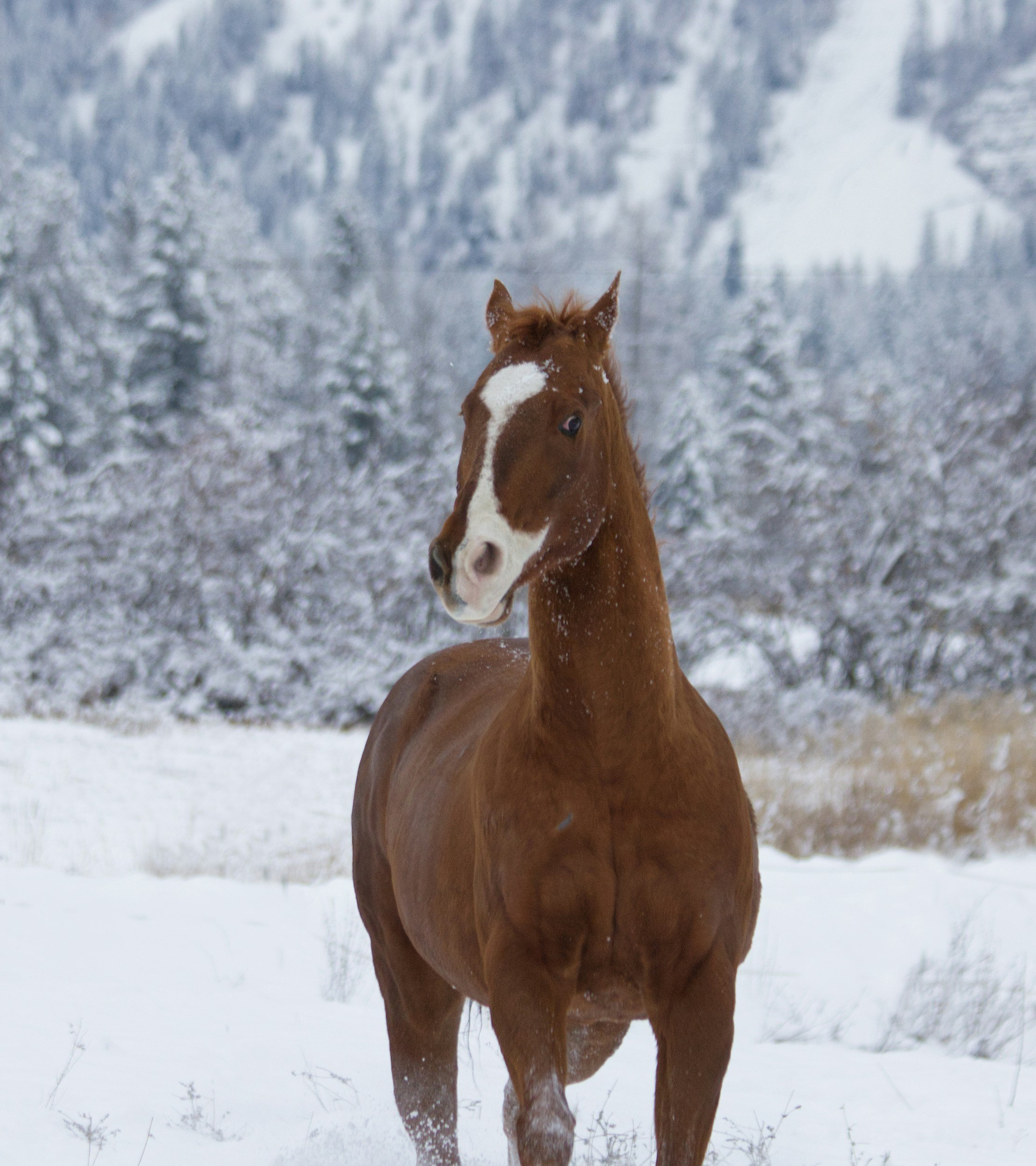 Winter Wonderland