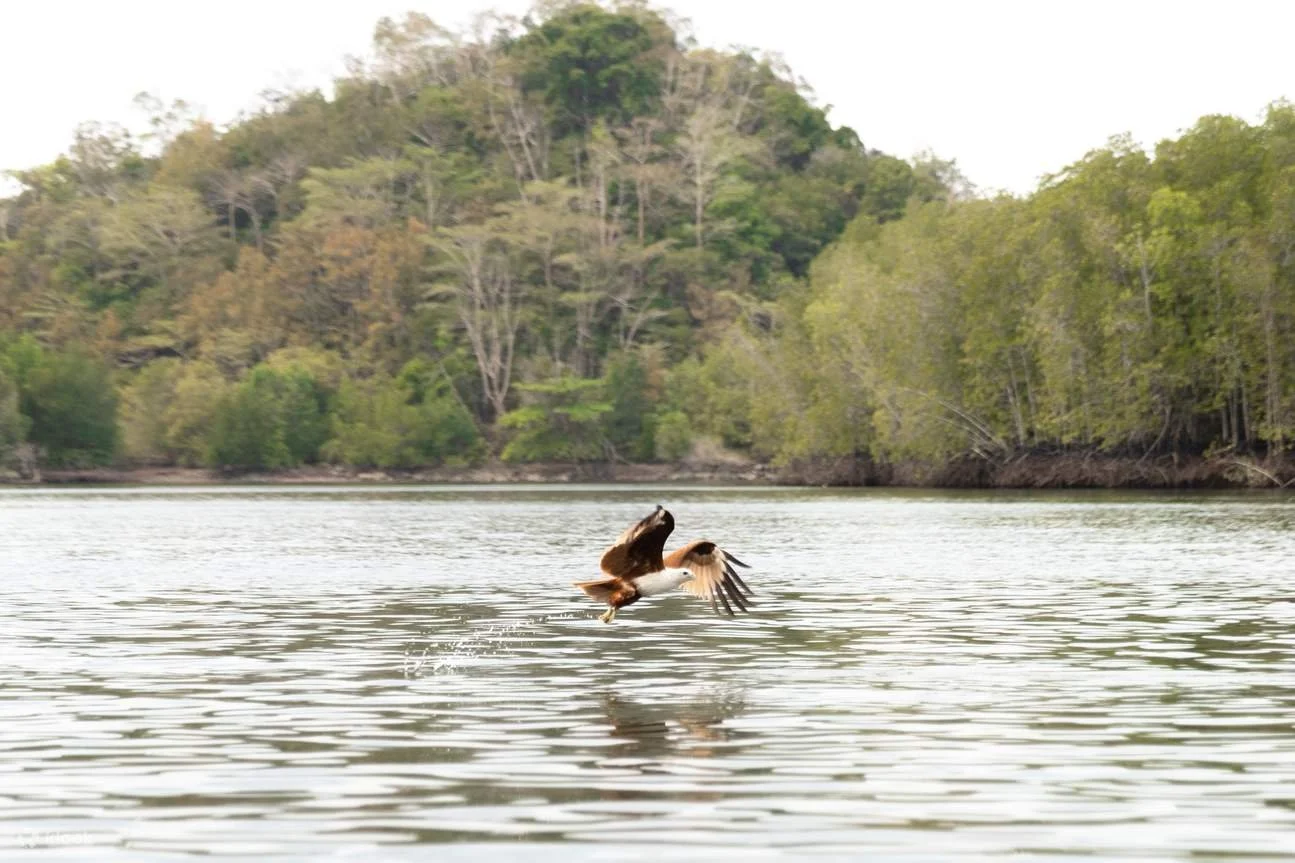 An bird flying low over water with a green forest and a hill in the background.