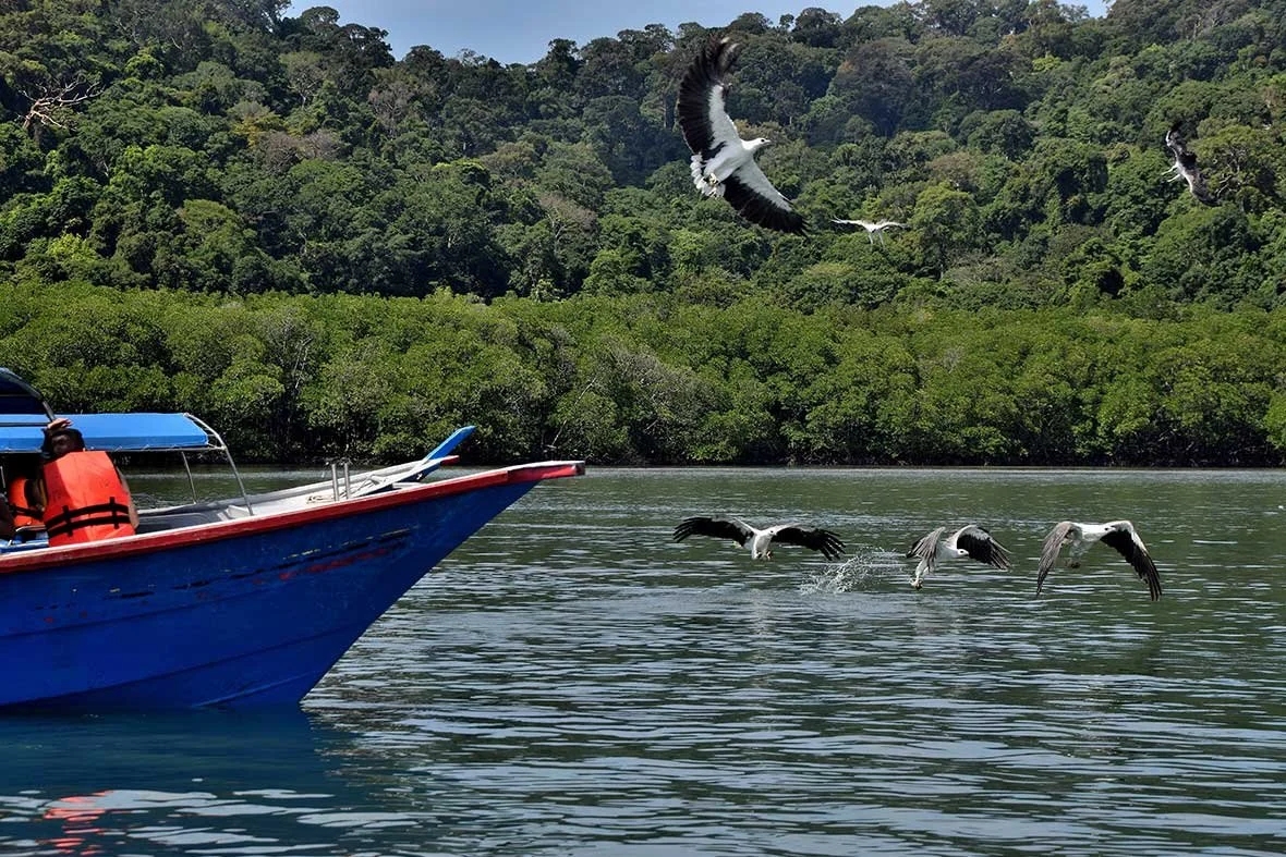 Seagulls flying over water near a blue boat with a red life jacket, with a lush green forest and hills in the background.