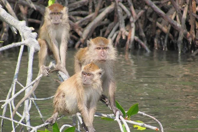 Three monkeys sitting on tree branches over water in a mangrove forest.
