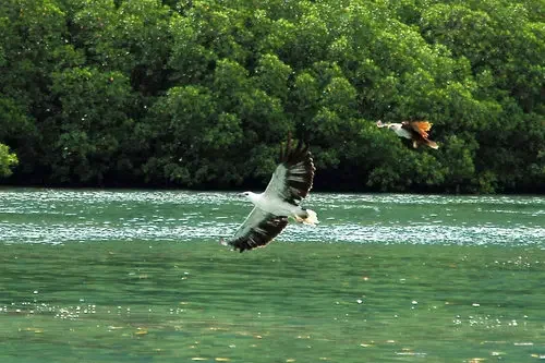 Two birds flying over a body of water with a green, forested background.