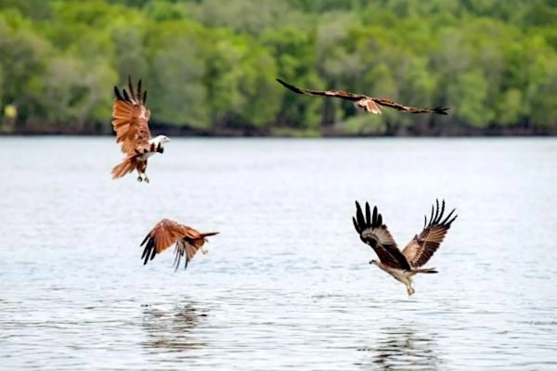 eagle-feeding-langkawi-1.jpg