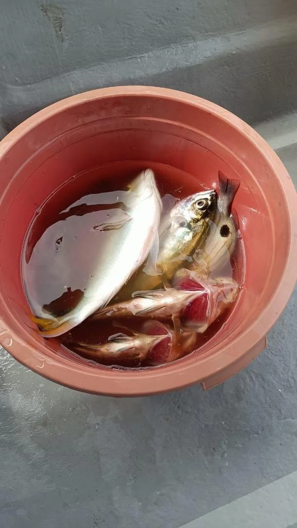 Concrete floor with a pink bucket containing several freshly caught fish submerged in water.