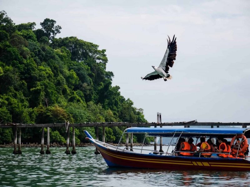 A seagull flying above a boat with tour passengers on calm water, with lush green trees and a wooden pier in the background.
