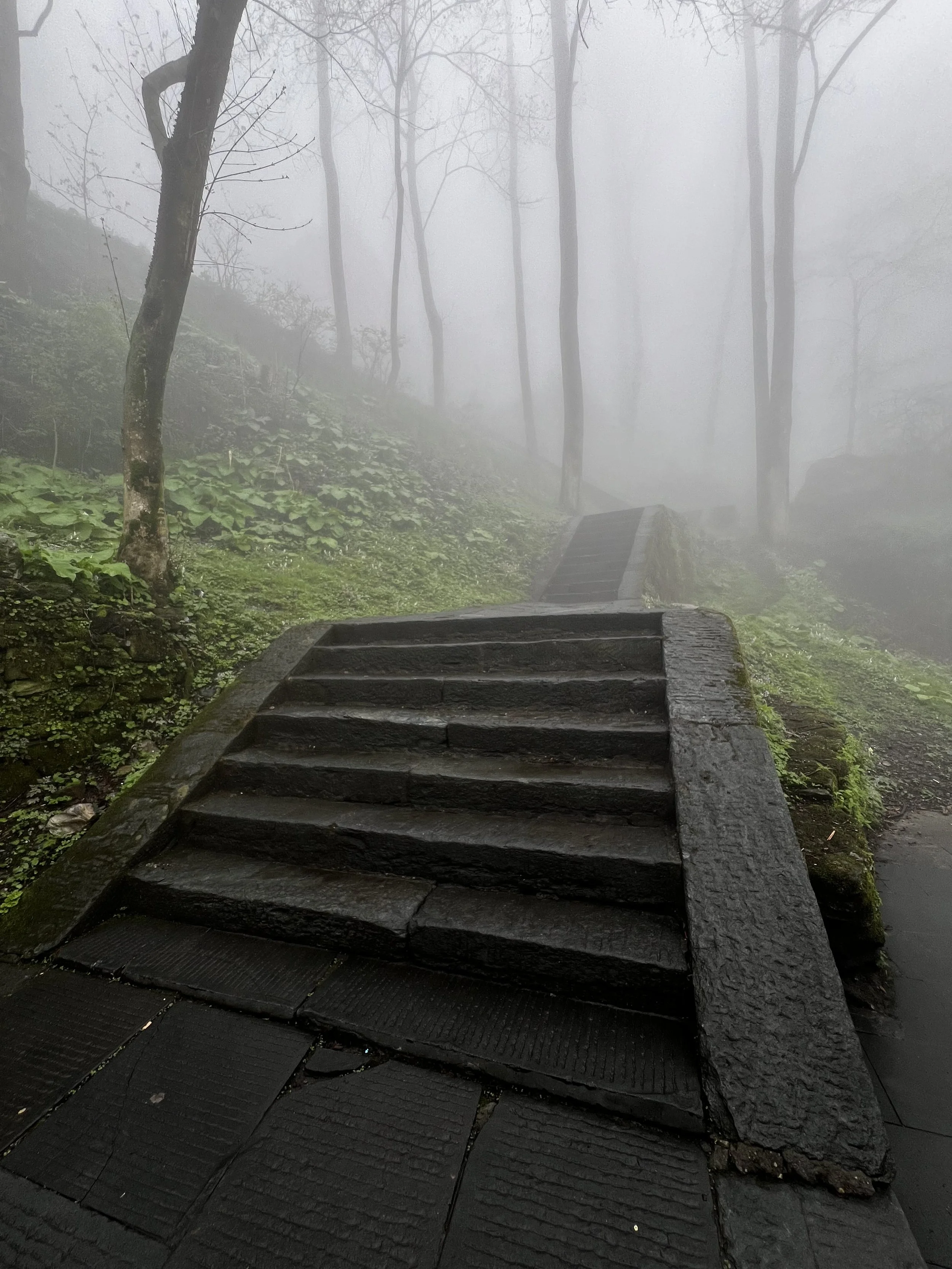Wet stone steps leading up through a foggy, wooded area with leafless trees and green ground cover.