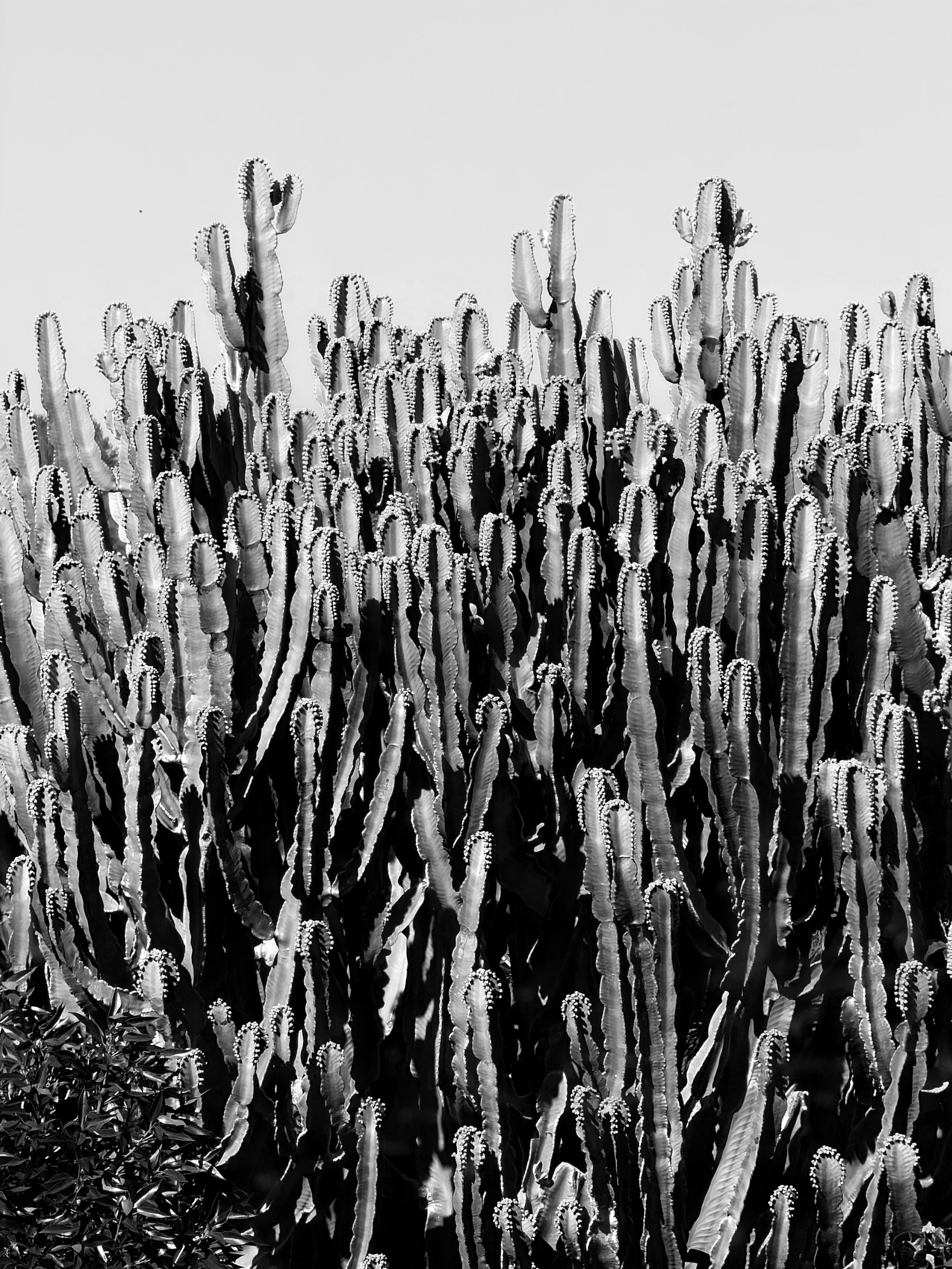 Zwarte en witte foto van een groep cactussen, voornamelijk talloze langwerpige, gekrulde cactussen met stekels, met een dichte begroeiing onderaan.