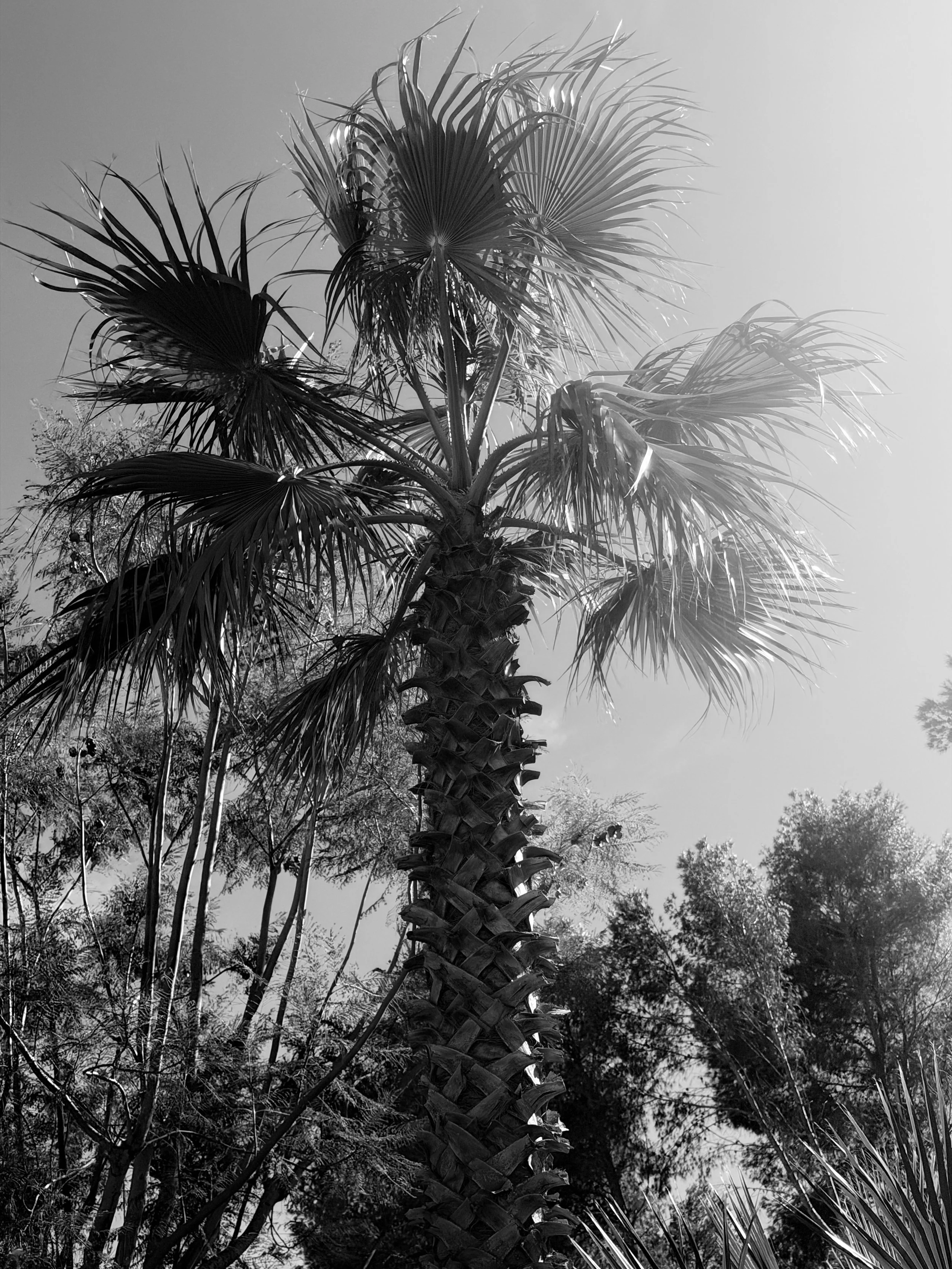 Zwarte en witte abstracte foto van een ruw, ruig oppervlak in zwart-wit.