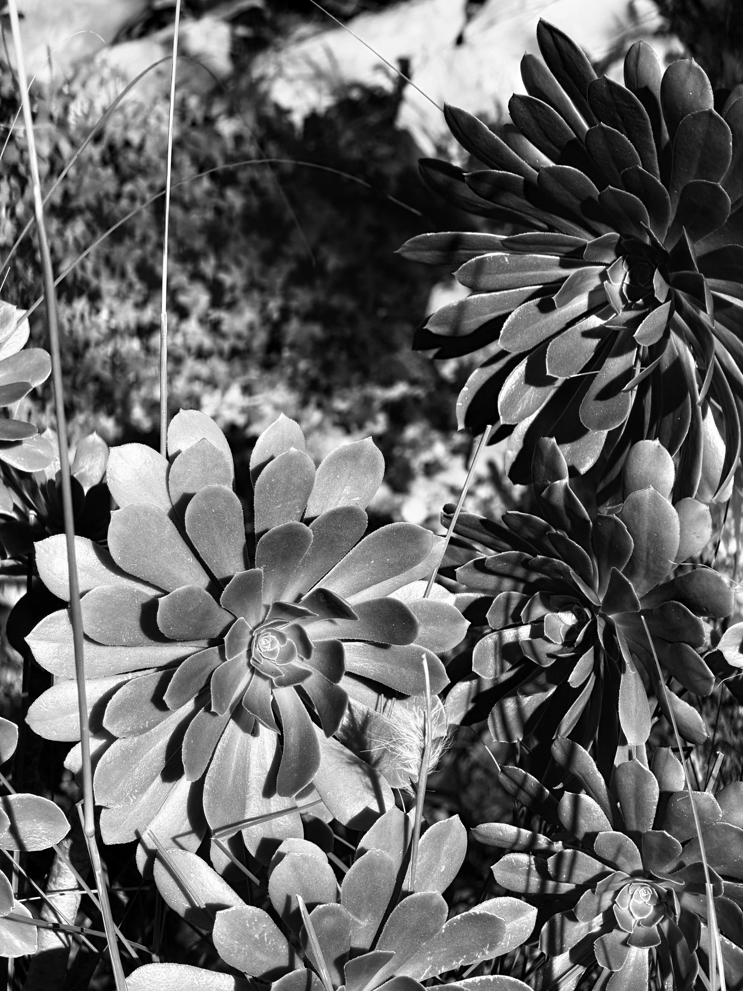 Zwarte en witte foto van vetplanten, waarschijnlijk sedum of echeveria, met verschillende blaadjes en rozetten.