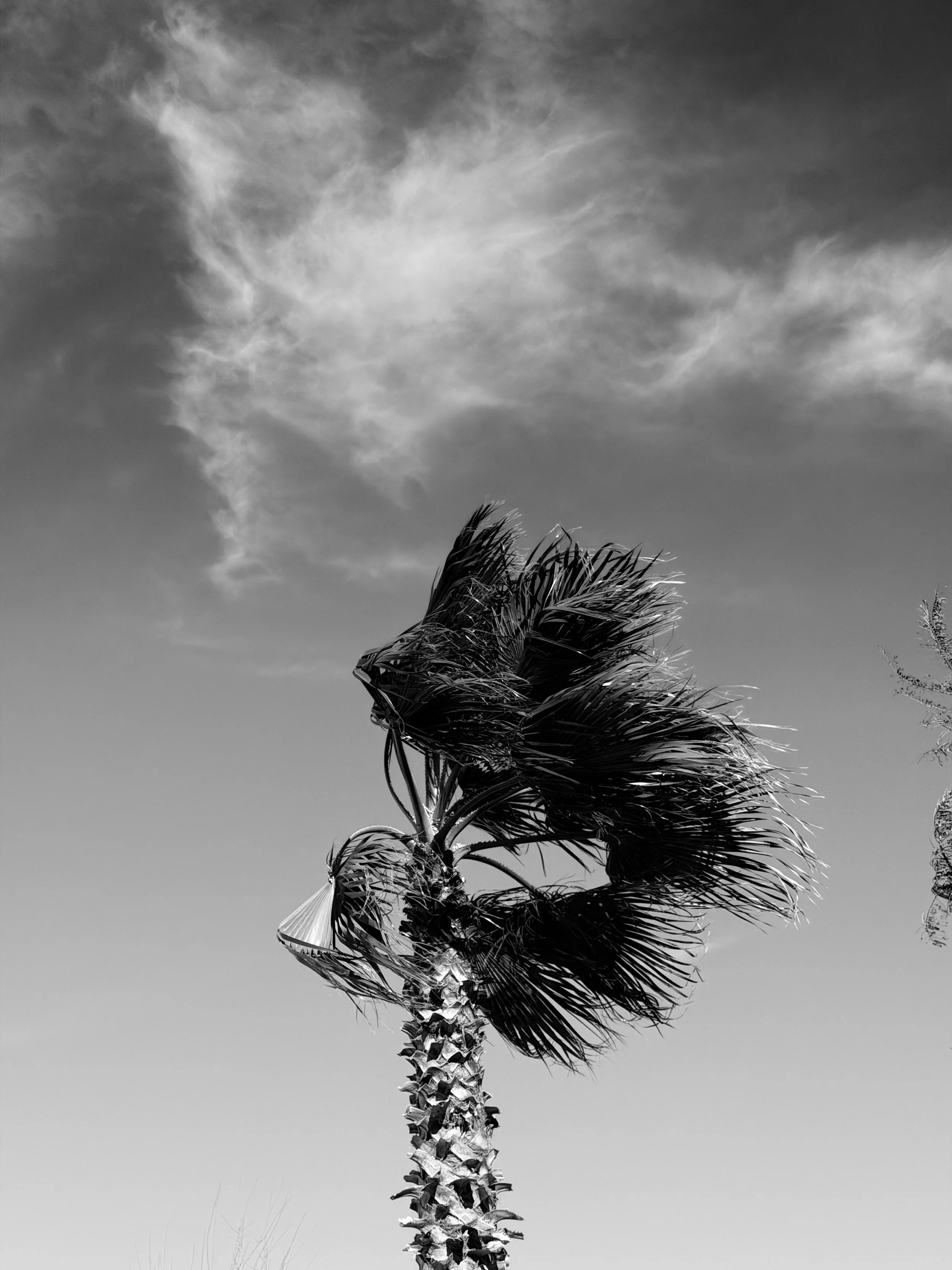 Zwarte en witte foto van een palmboom met wapperende bladeren onder een bewolkte hemel.