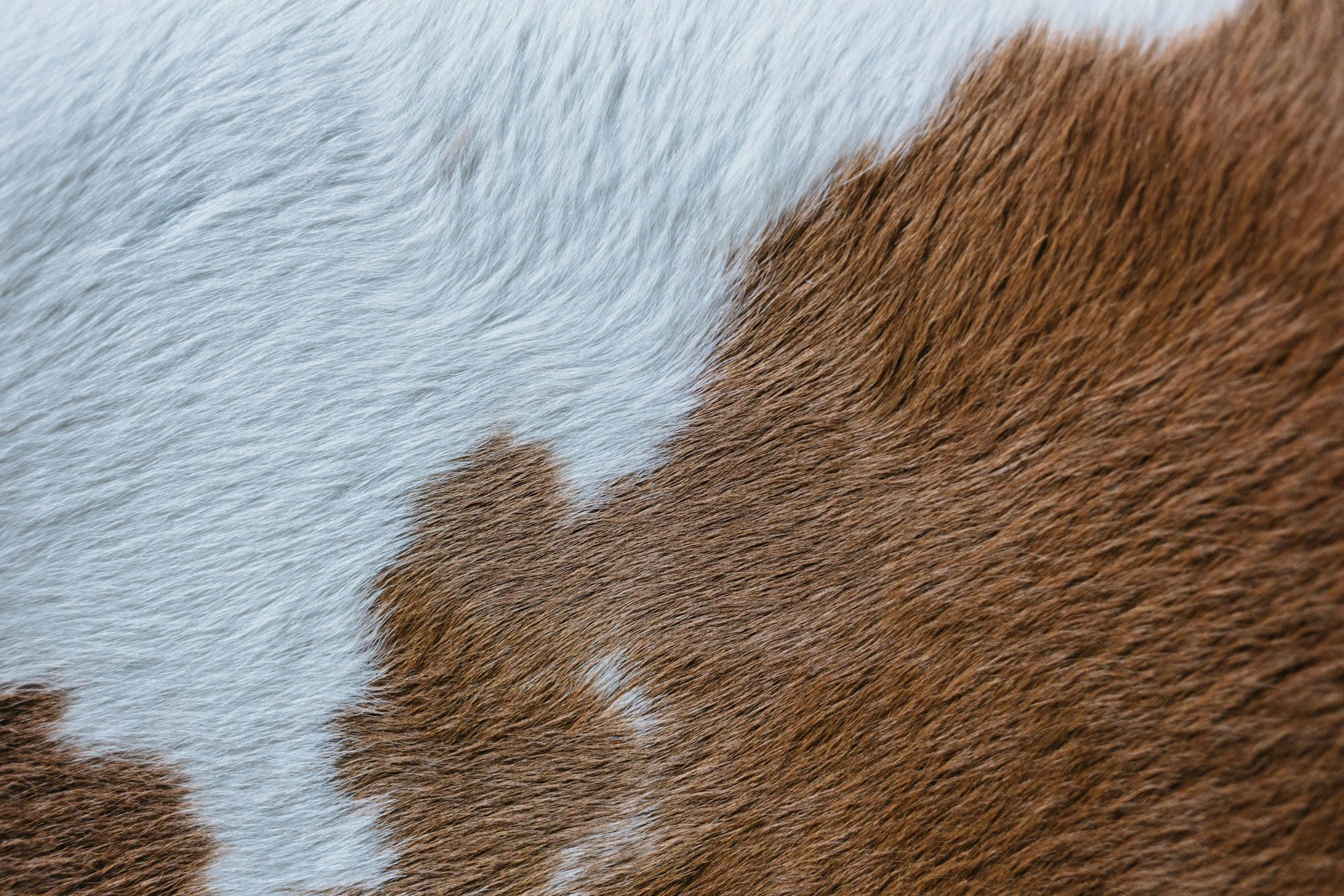 Close-up of a cow's fur with white and brown patches.