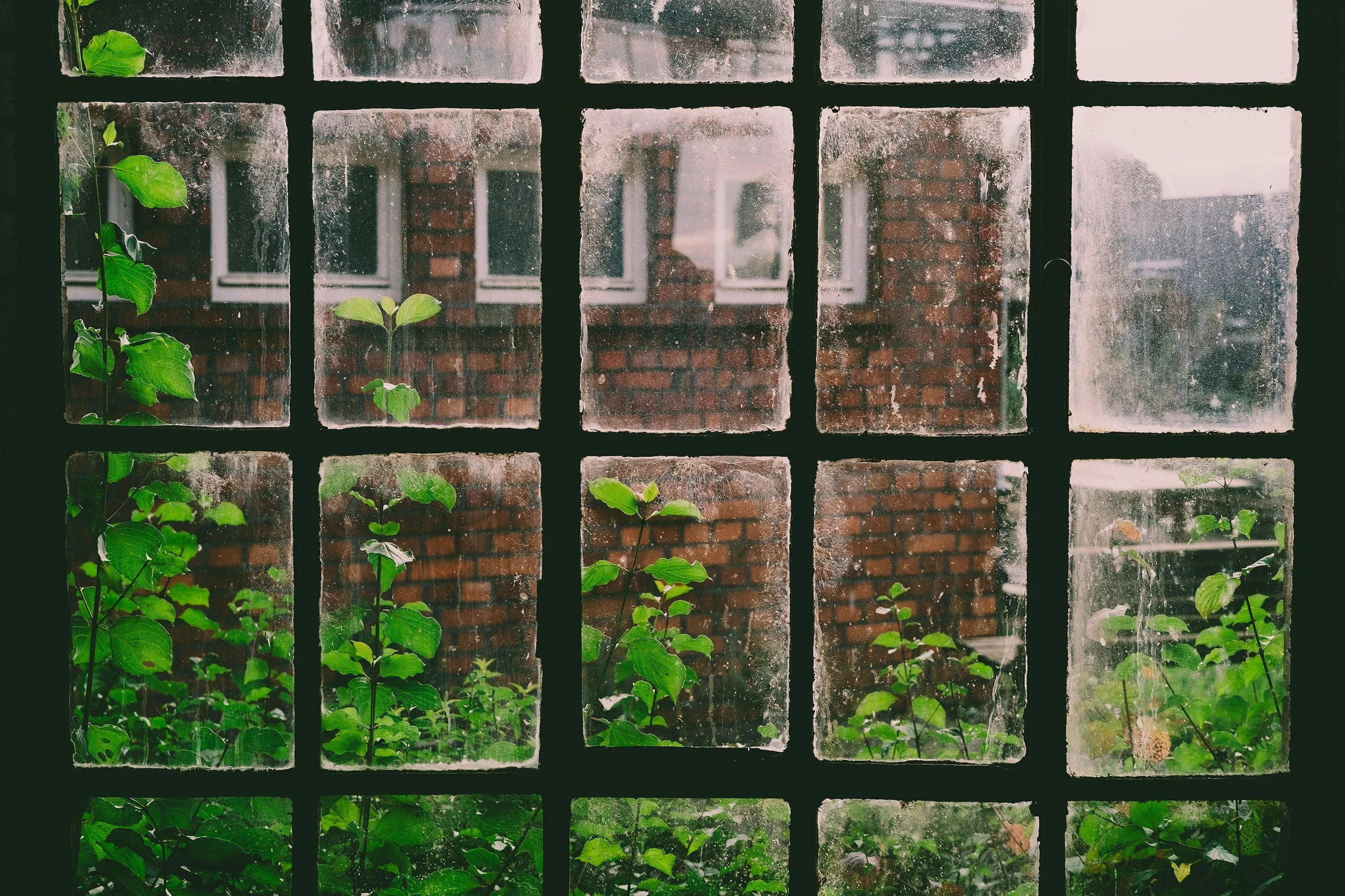 Vue à travers une fenêtre poussiéreuse avec des carreaux en verre. Des plantes vertes poussent à l'extérieur, avec un mur en briques rouges en arrière-plan.