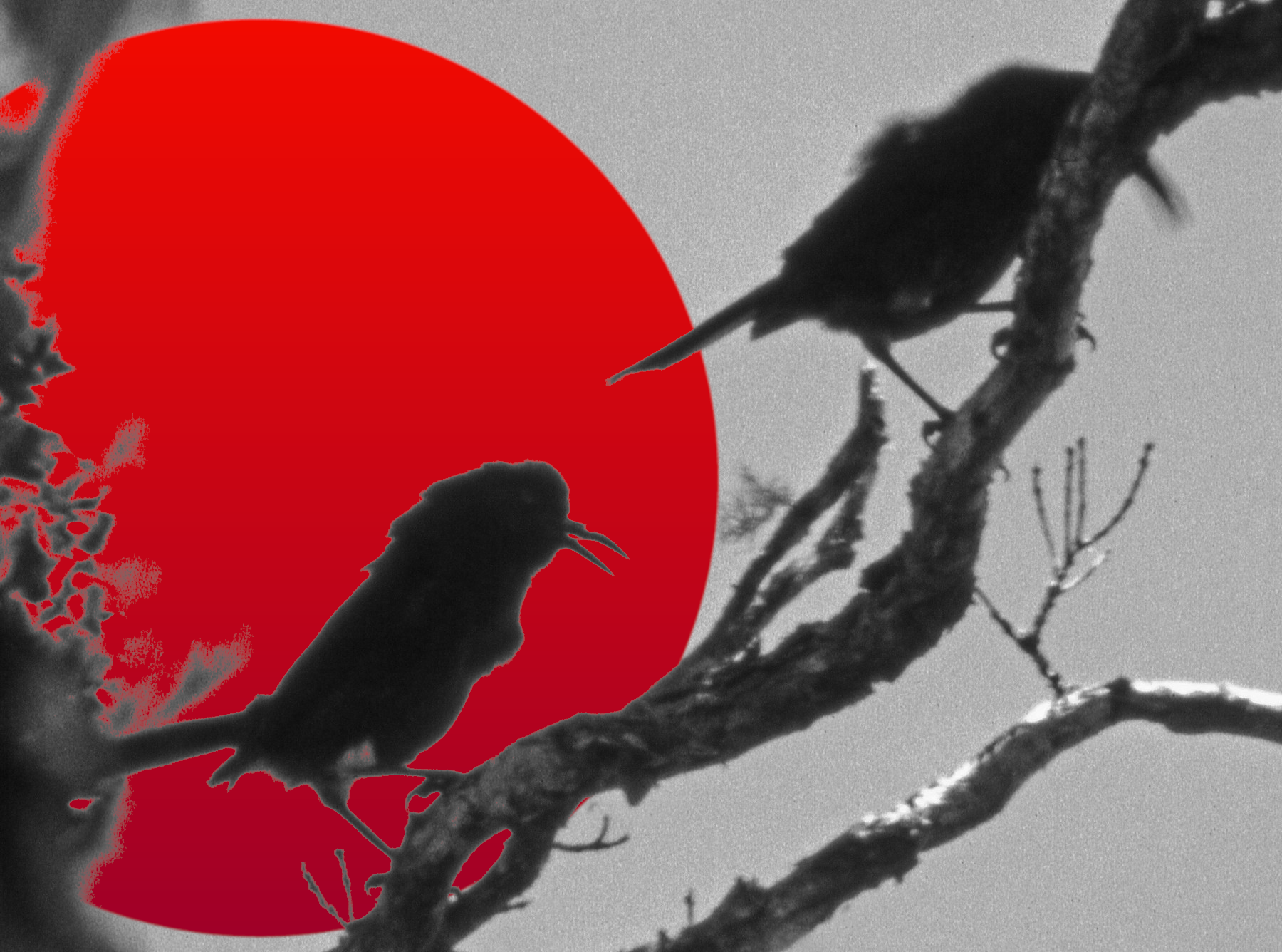 Two silhouetted birds perched on a tree branch with a large red sun in the background.