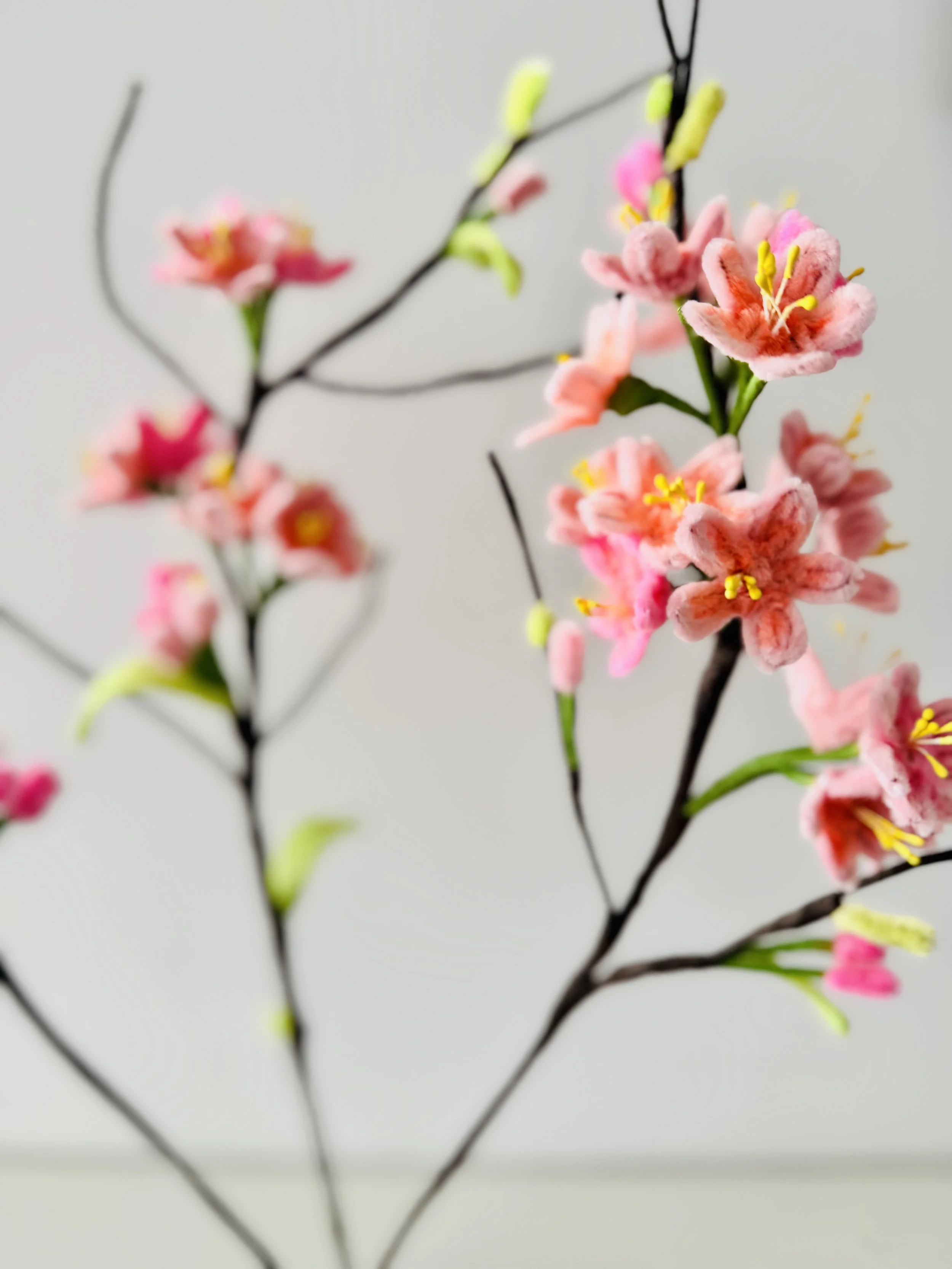 Close-up of pink flower blossoms with yellow stamens on dark branches.