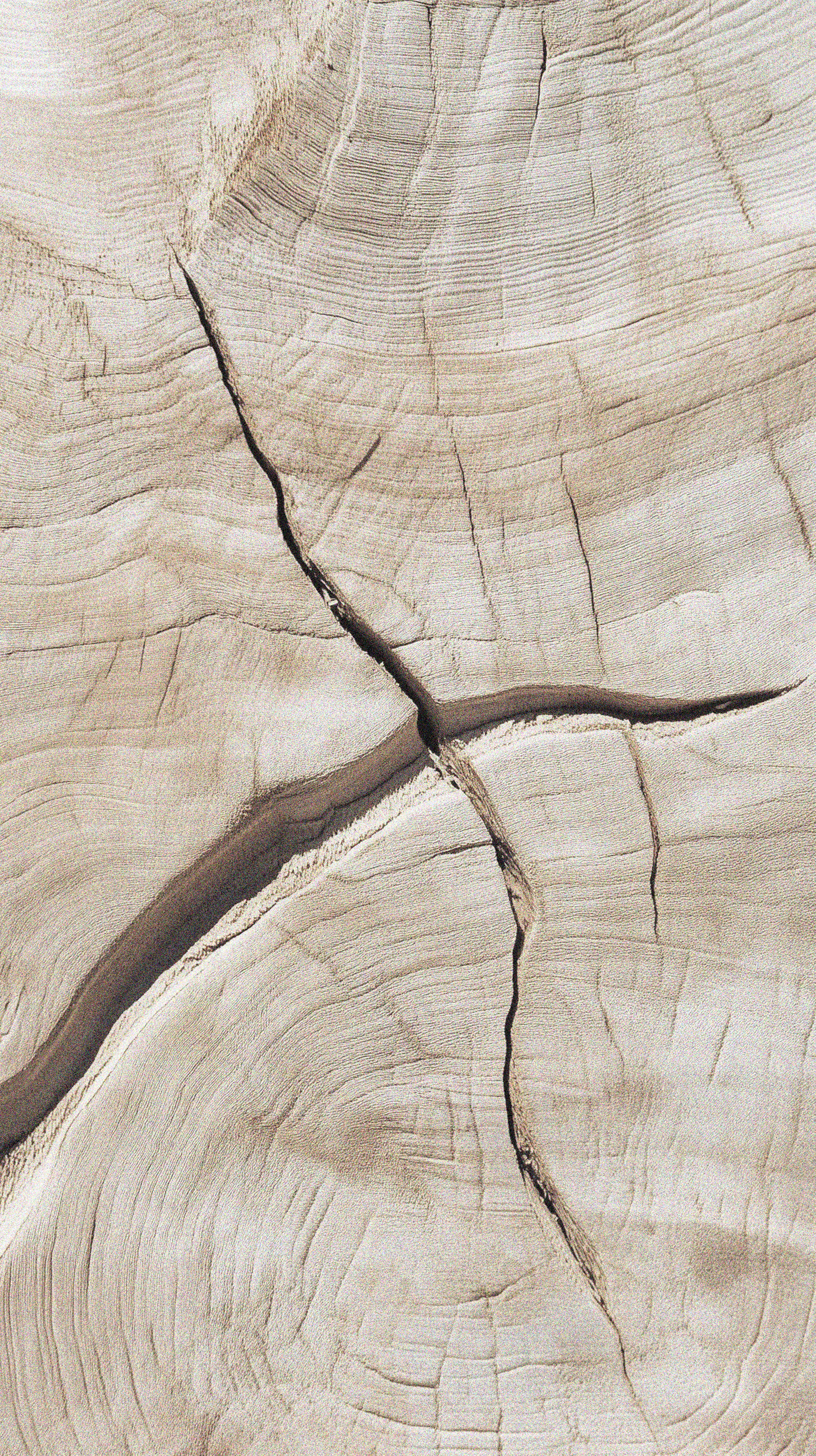 Close-up of a cracked and weathered light-colored tree trunk showing concentric growth rings and cracks.