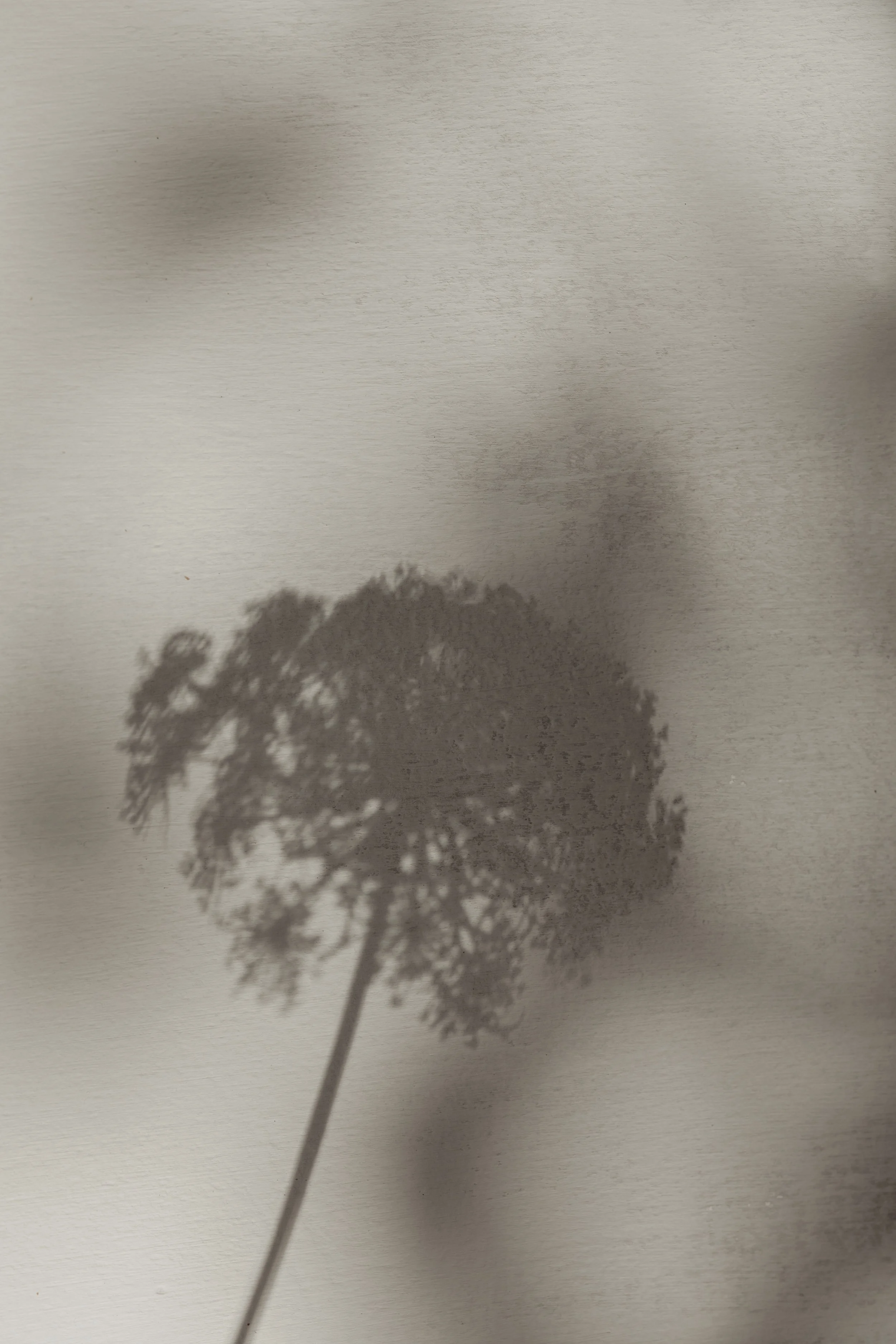 Shadow of a tree cast on a plain surface.