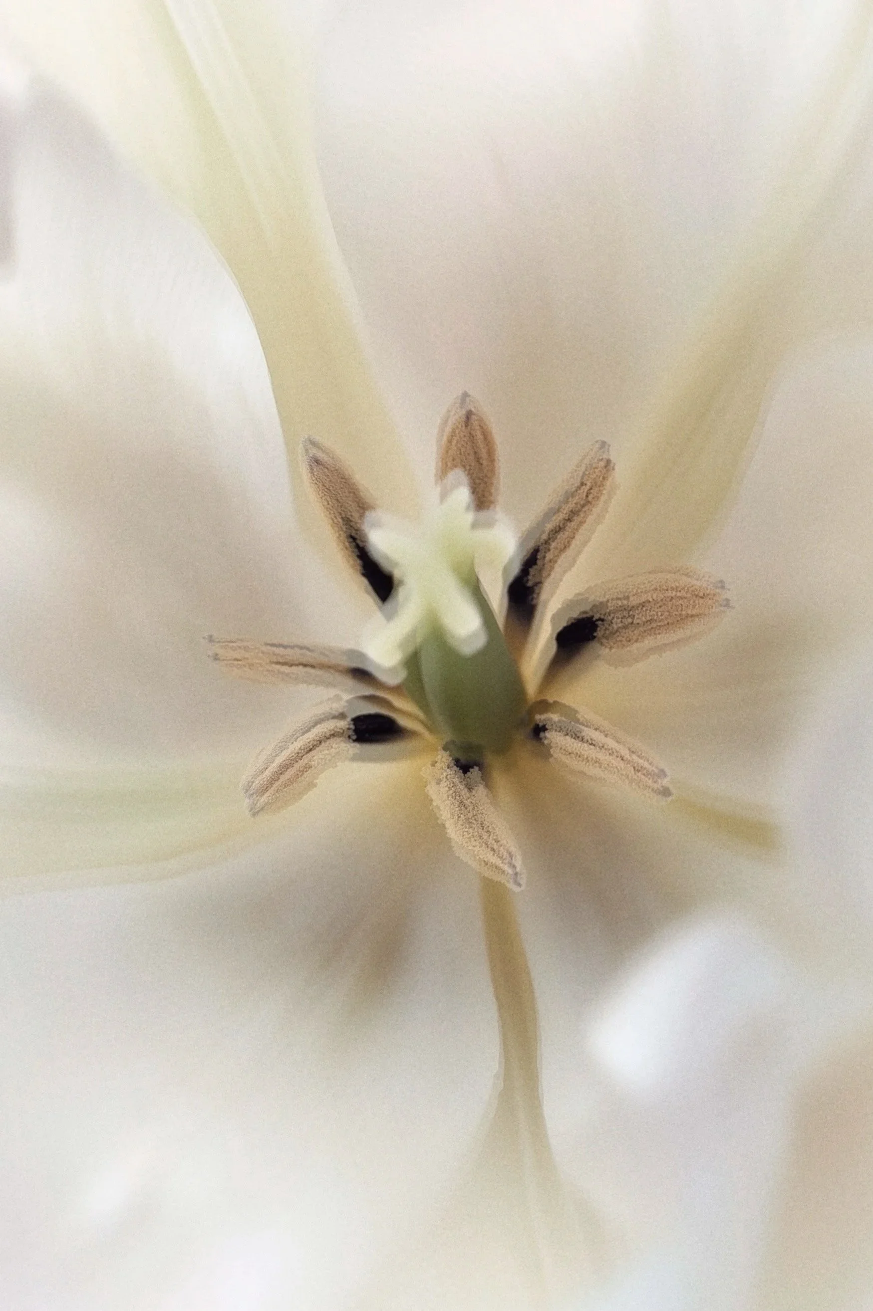 Close-up of the center of a white flower showing its stamen and pistil.