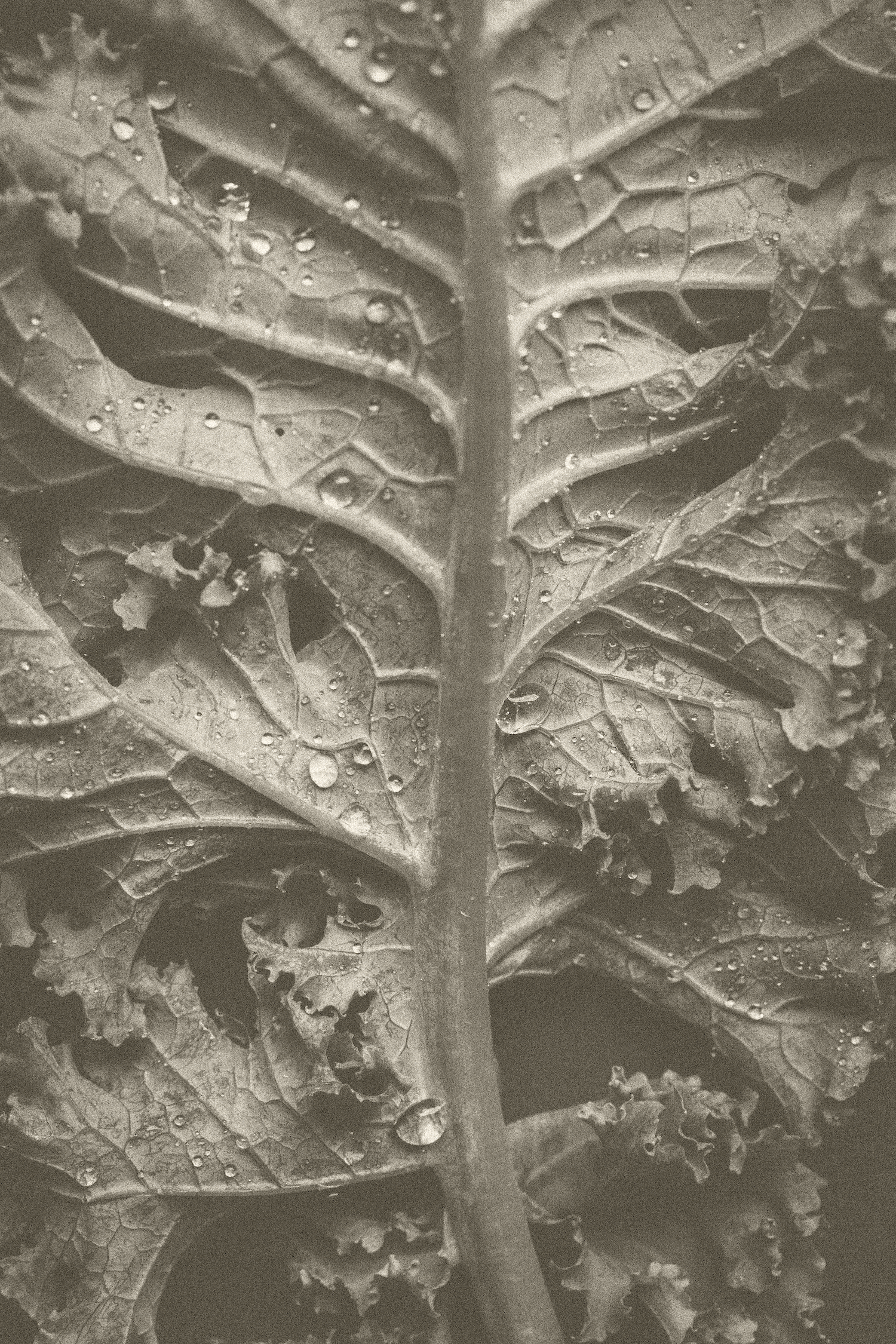 Close-up of a damaged leaf showing holes and tears with water droplets on its surface.