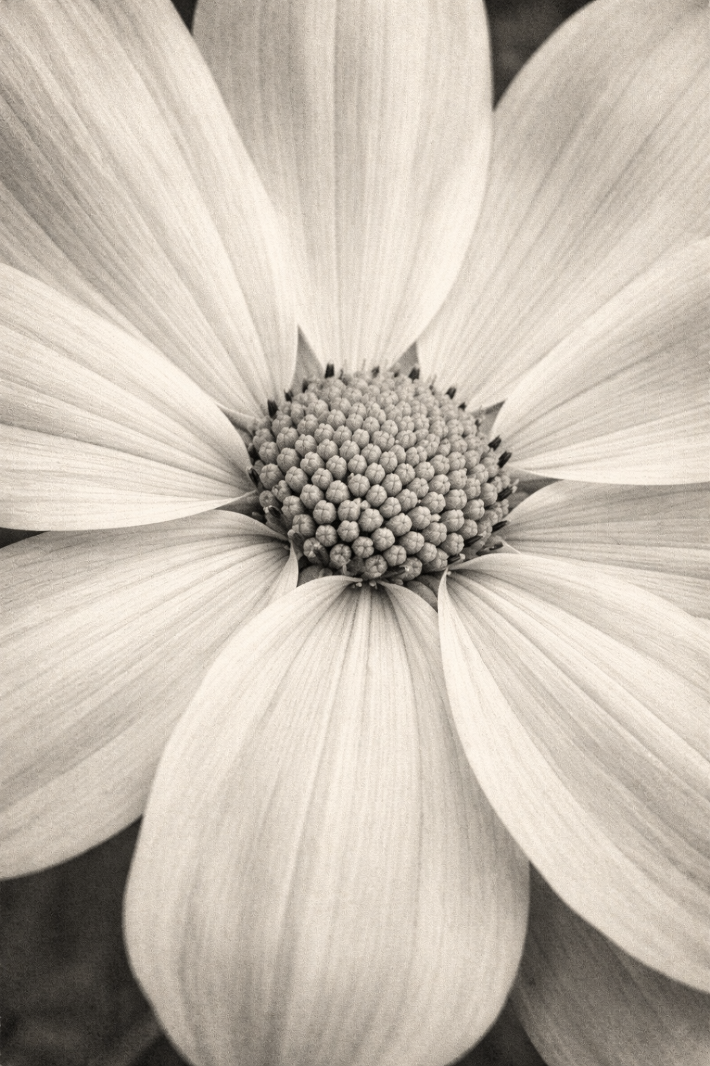 Close-up of a flower with large petals and a detailed center in black and white