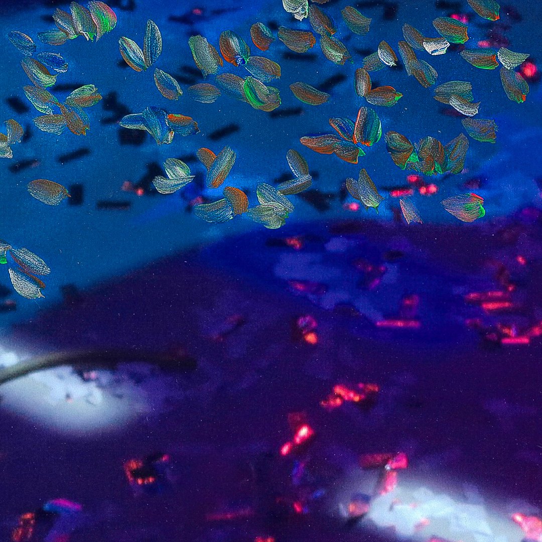 confettis-camilleguerriergeiss-zoom01.jpg