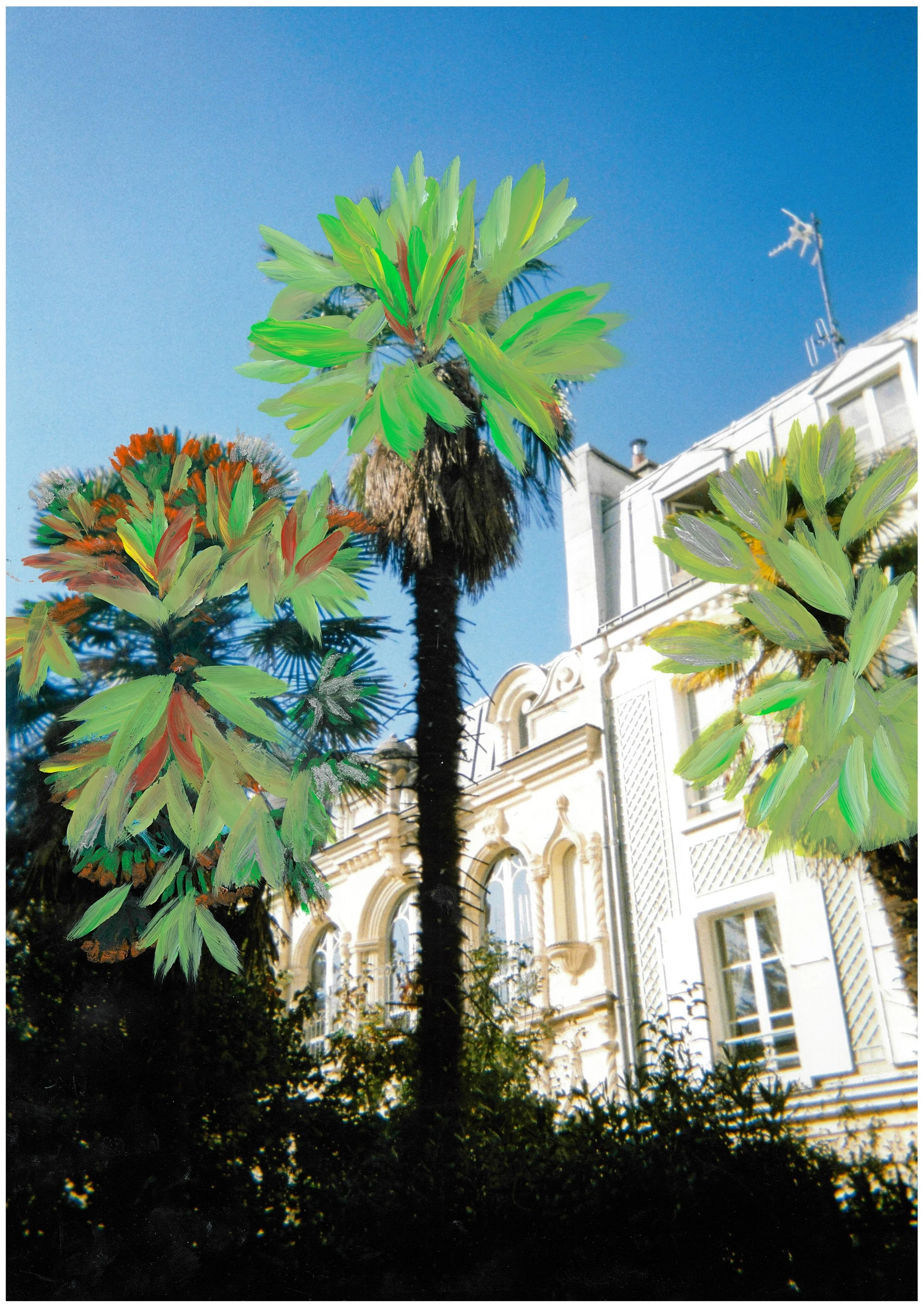 Palmiers de la cité (2026) - camilleguerriergeiss