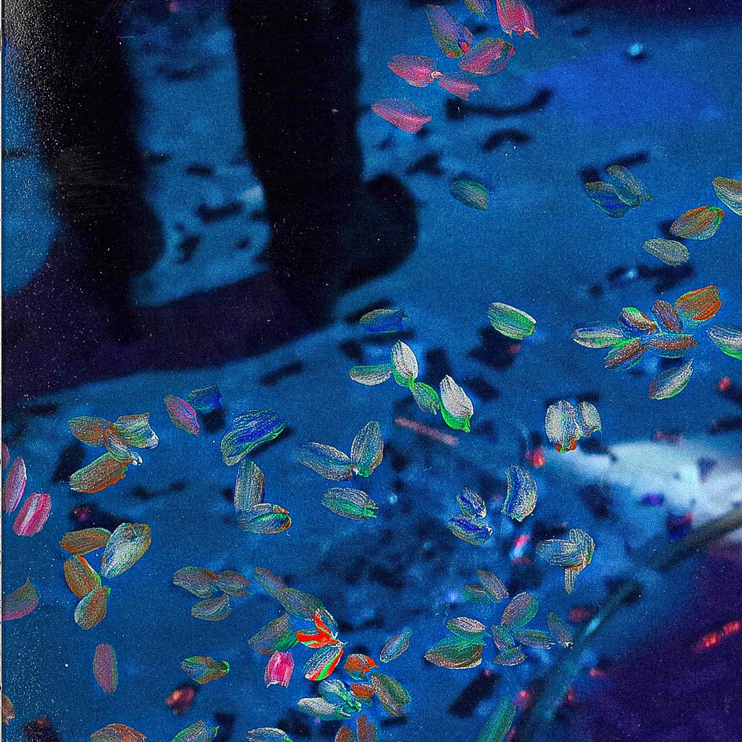 confettis-camilleguerriergeiss-zoom01.jpg