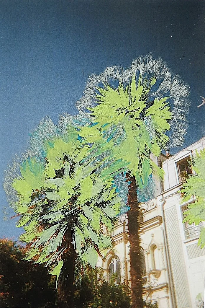 Palmiers de la cité (2025) - camilleguerriergeiss