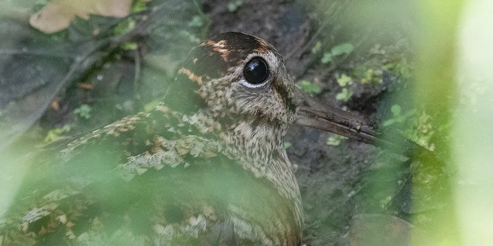 Geonius onderzoekt broedvogels in Noord-Limburg