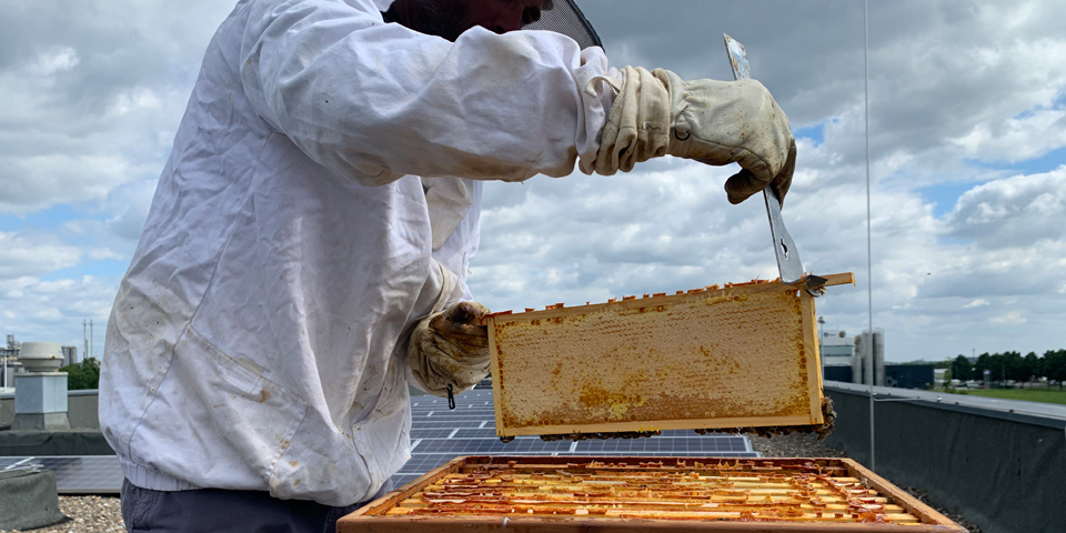 Urban beekeeping op het hoofdkantoor: hoe gaat het met de Geonius bijen?