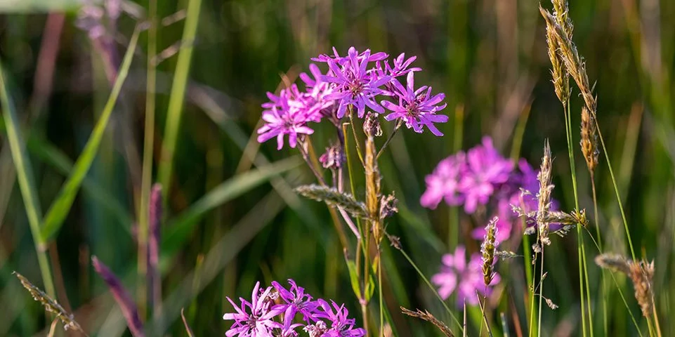 Roze bloemen in een grasland, omringd door grasstengels.