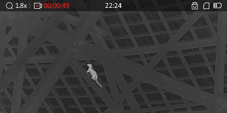Een zwart-witte thermische camera opname van een zoogdier dat op een balk zit onder een dakconstructie.