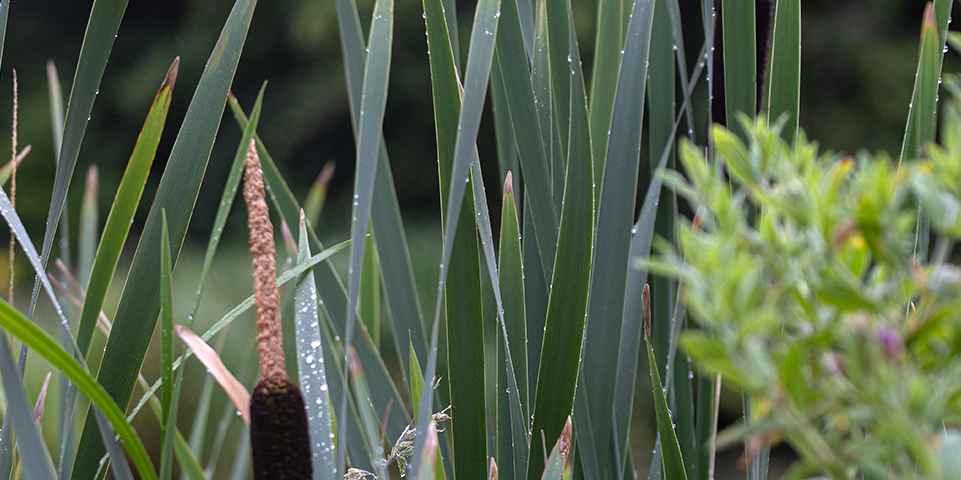 Groene planten met dauw op de bladeren, dicht bij waterkant.