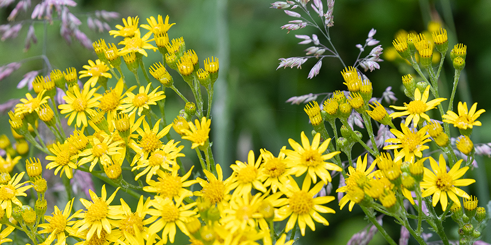 Natuurfoto met gele bloemen en groene bladeren.