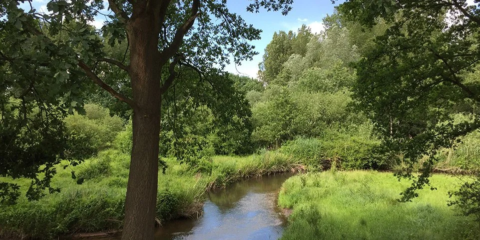 Een smalle rivier of beek die door een groen bosgebied stroomt, omgeven door dicht groen gebladerte en gras.