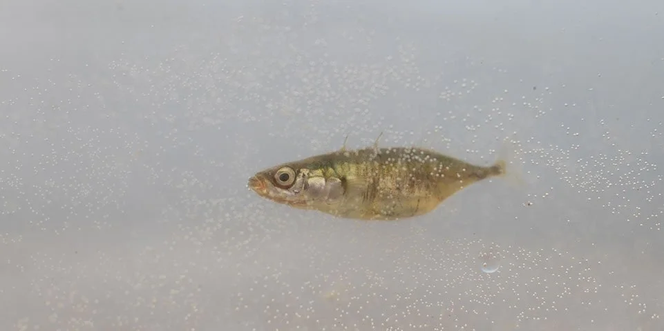 Een kleine vis zwemmend in water, omgeven door kleine belletjes.