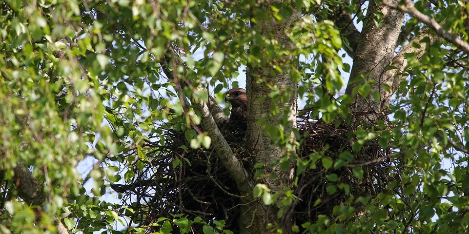 Een arend in een nest in een boom, omgeven door groene bladeren.