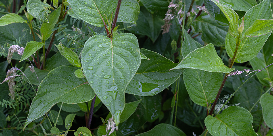 Groene bladeren met waterdruppels.
