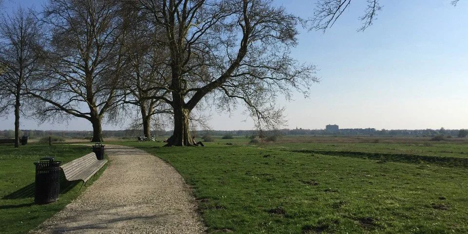 Een grasveld met een zandpad die onder een boom doorloopt, met drie prullenbakken aan de zijkant van het pad, op een heldere dag.